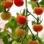 Organic Tomatoes Contain Higher Levels of Antioxidants Than Conventional Tomatoes, Study Suggests